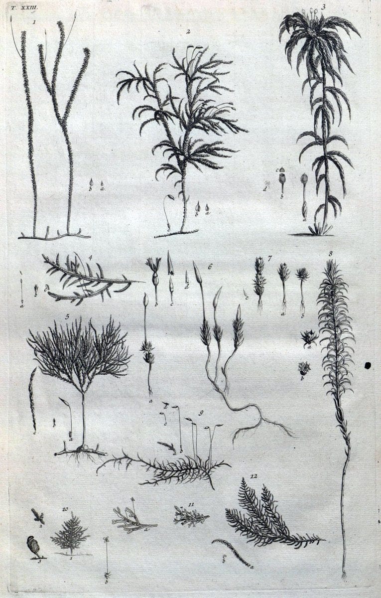 Botanicon parisiense, ou, Denombrement par ordre alphabetique des plantes | 1727 Botany "Copper engraving" France "Graphic media :" Netherlands Paris Plants  | Vintage Print Reproduction 463070