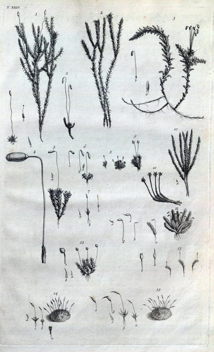 Botanicon parisiense, ou, Denombrement par ordre alphabetique des plantes | 1727 Botany "Copper engraving" France "Graphic media :" Netherlands Paris Plants  | Vintage Print Reproduction 463071