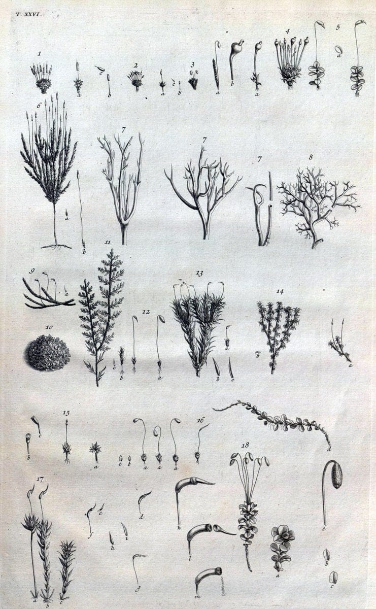 Botanicon parisiense, ou, Denombrement par ordre alphabetique des plantes | 1727 Botany "Copper engraving" France "Graphic media :" Netherlands Paris Plants  | Vintage Print Reproduction 463073