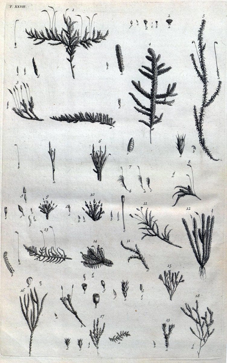 Botanicon parisiense, ou, Denombrement par ordre alphabetique des plantes | 1727 Botany "Copper engraving" France "Graphic media :" Netherlands Paris Plants  | Vintage Print Reproduction 463074