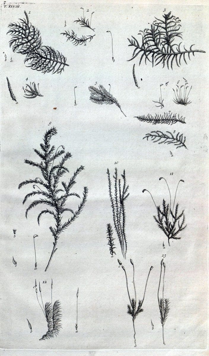 Botanicon parisiense, ou, Denombrement par ordre alphabetique des plantes | 1727 Botany "Copper engraving" France "Graphic media :" Netherlands Paris Plants  | Vintage Print Reproduction 463075