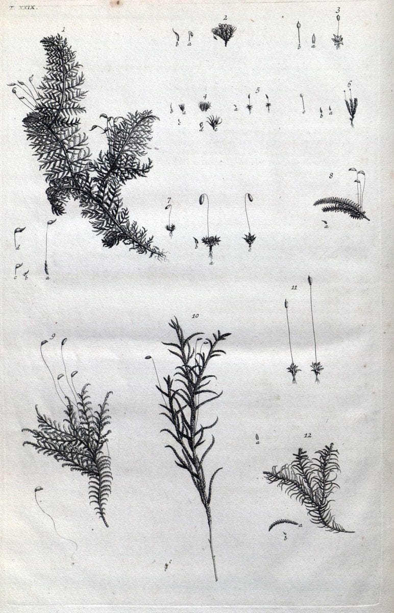 Botanicon parisiense, ou, Denombrement par ordre alphabetique des plantes | 1727 Botany "Copper engraving" France "Graphic media :" Netherlands Paris Plants  | Vintage Print Reproduction 463076