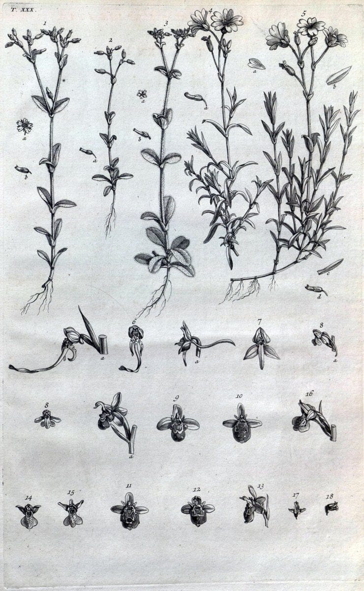 Botanicon parisiense, ou, Denombrement par ordre alphabetique des plantes | 1727 Botany "Copper engraving" France "Graphic media :" Netherlands Paris Plants  | Vintage Print Reproduction 463077
