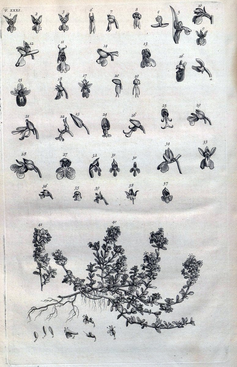 Botanicon parisiense, ou, Denombrement par ordre alphabetique des plantes | 1727 Botany "Copper engraving" France "Graphic media :" Netherlands Paris Plants  | Vintage Print Reproduction 463078