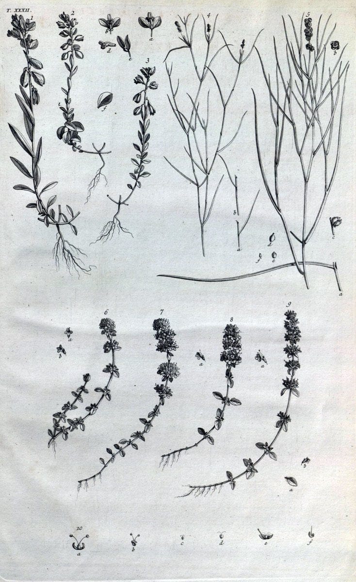 Botanicon parisiense, ou, Denombrement par ordre alphabetique des plantes | 1727 Botany "Copper engraving" France "Graphic media :" Netherlands Paris Plants  | Vintage Print Reproduction 463079
