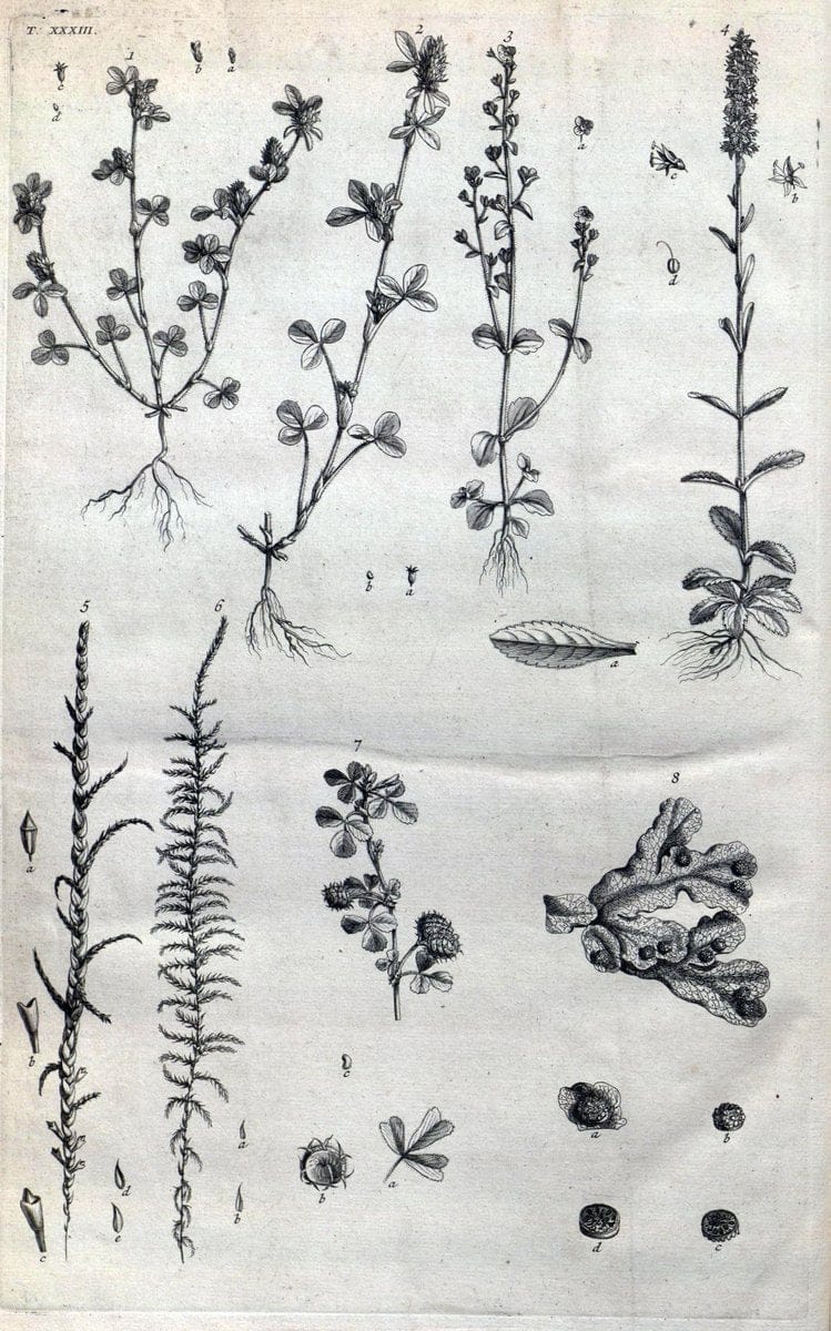 Botanicon parisiense, ou, Denombrement par ordre alphabetique des plantes | 1727 Botany "Copper engraving" France "Graphic media :" Netherlands Paris Plants  | Vintage Print Reproduction 463080