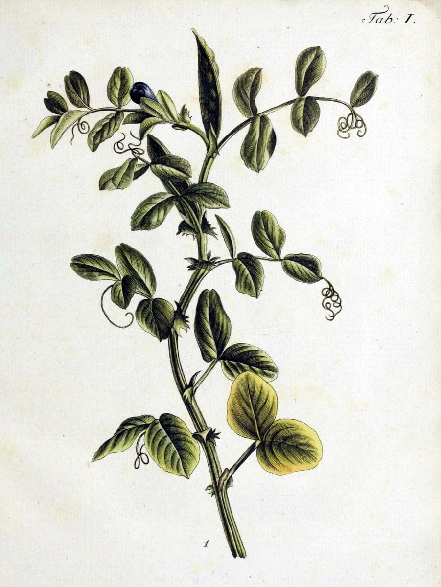 Botanische Abhandlungen und Beobachtungen /.NuÃŒË†rnberg :Iohann Iacob Winterschmidt,1787.  | Botany | Vintage Print Reproduction 463082