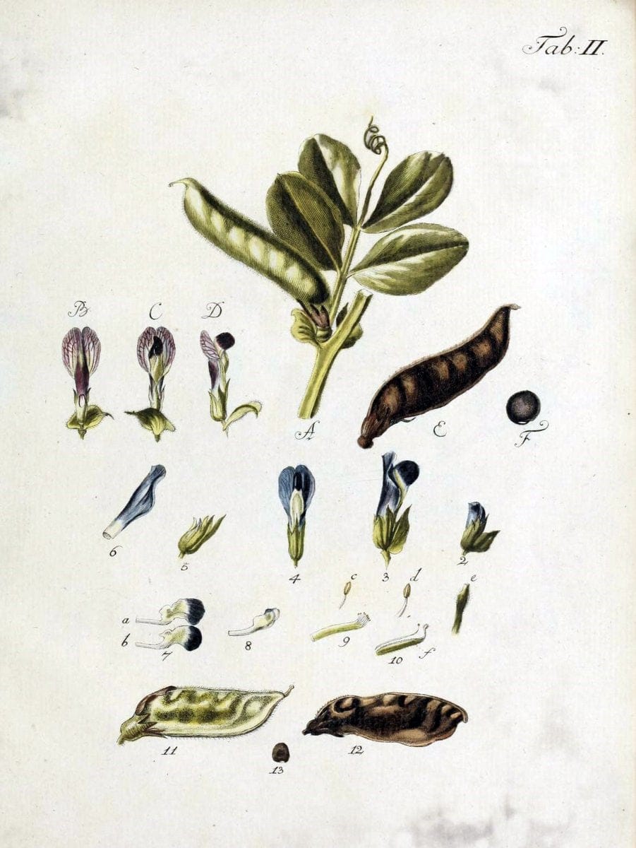 Botanische Abhandlungen und Beobachtungen /.NuÃŒË†rnberg :Iohann Iacob Winterschmidt,1787.  | Botany | Vintage Print Reproduction 463083