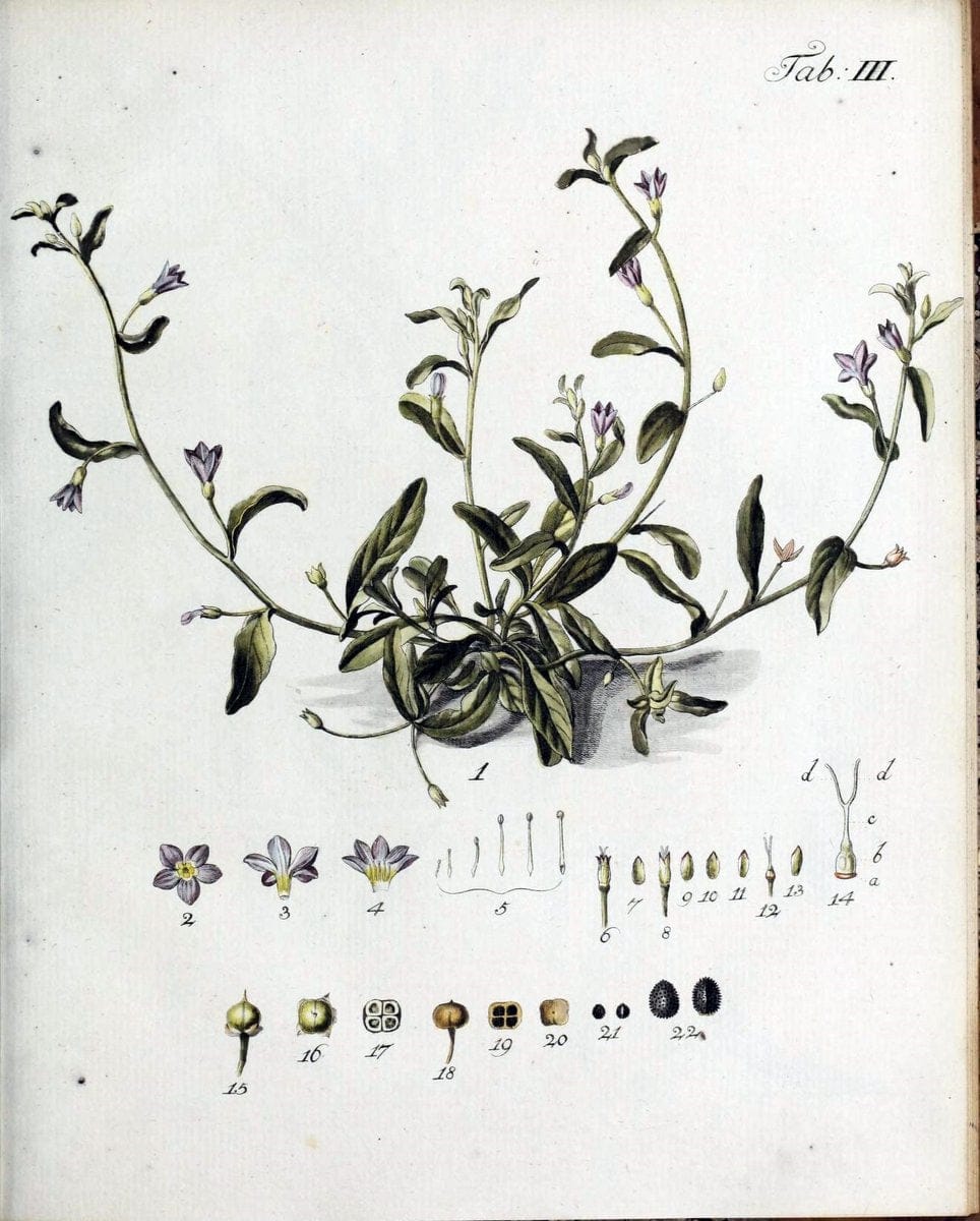 Botanische Abhandlungen und Beobachtungen /.NuÃŒË†rnberg :Iohann Iacob Winterschmidt,1787.  | Botany | Vintage Print Reproduction 463084
