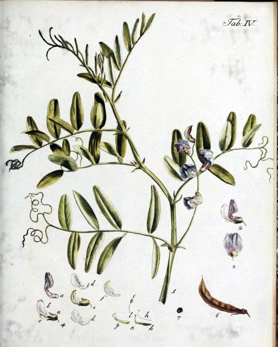 Botanische Abhandlungen und Beobachtungen /.NuÃŒË†rnberg :Iohann Iacob Winterschmidt,1787.  | Botany | Vintage Print Reproduction 463085