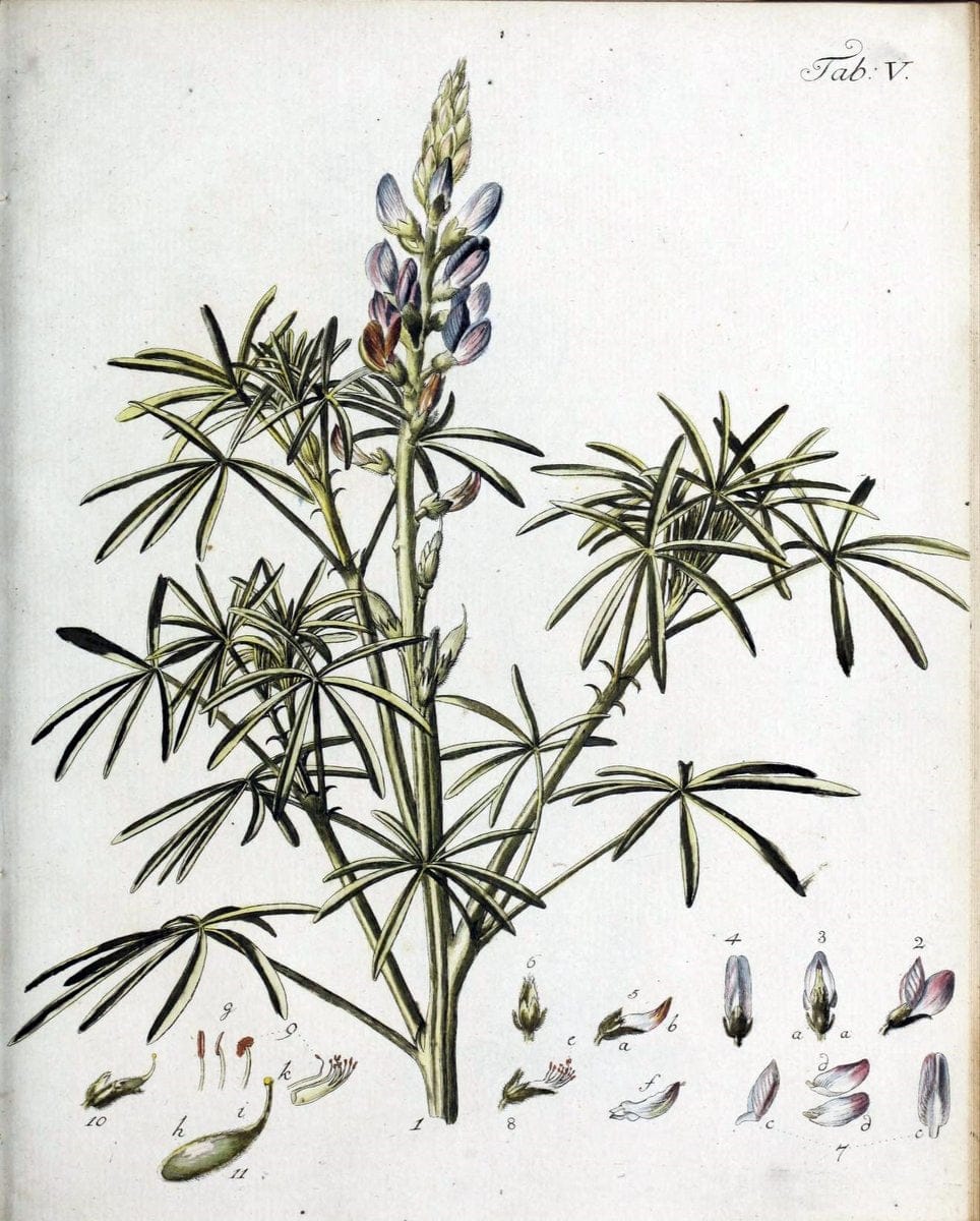 Botanische Abhandlungen und Beobachtungen /.NuÃŒË†rnberg :Iohann Iacob Winterschmidt,1787.  | Botany | Vintage Print Reproduction 463086