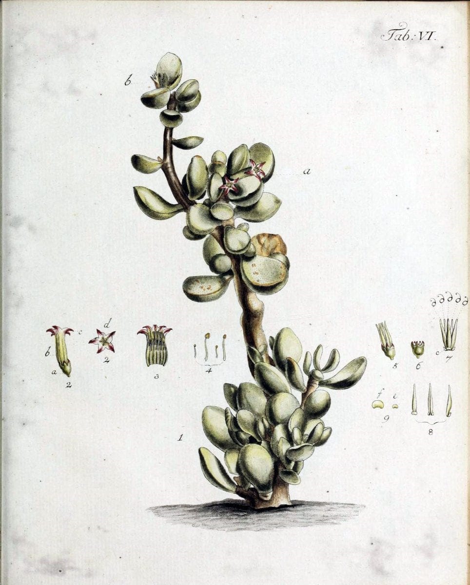 Botanische Abhandlungen und Beobachtungen /.NuÃŒË†rnberg :Iohann Iacob Winterschmidt,1787.  | Botany | Vintage Print Reproduction 463087