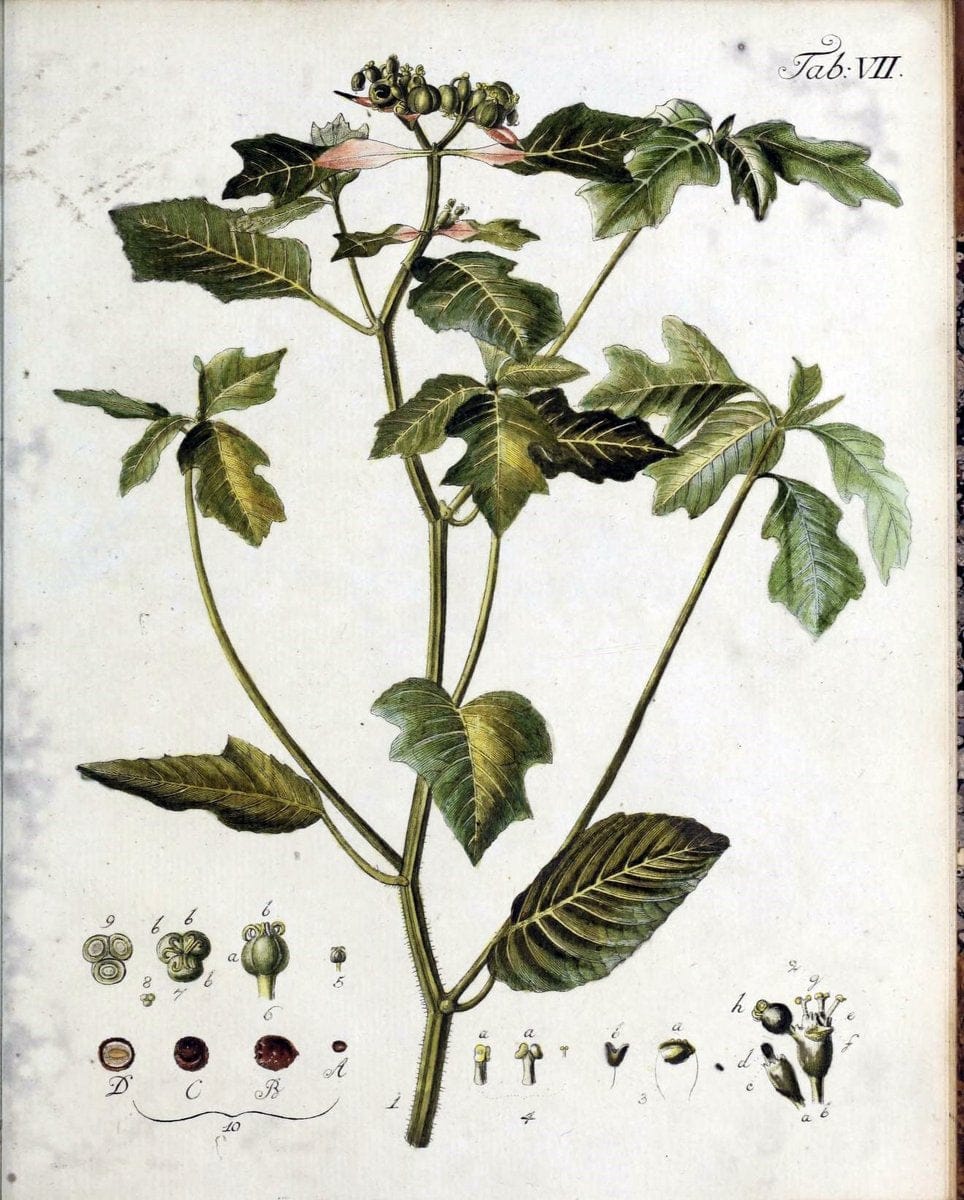 Botanische Abhandlungen und Beobachtungen /.NuÃŒË†rnberg :Iohann Iacob Winterschmidt,1787.  | Botany | Vintage Print Reproduction 463088