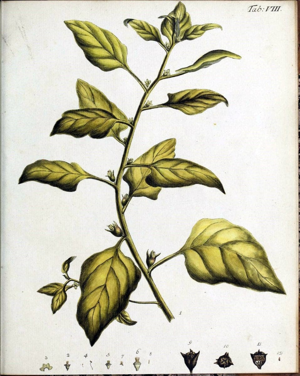 Botanische Abhandlungen und Beobachtungen /.NuÃŒË†rnberg :Iohann Iacob Winterschmidt,1787.  | Botany | Vintage Print Reproduction 463089