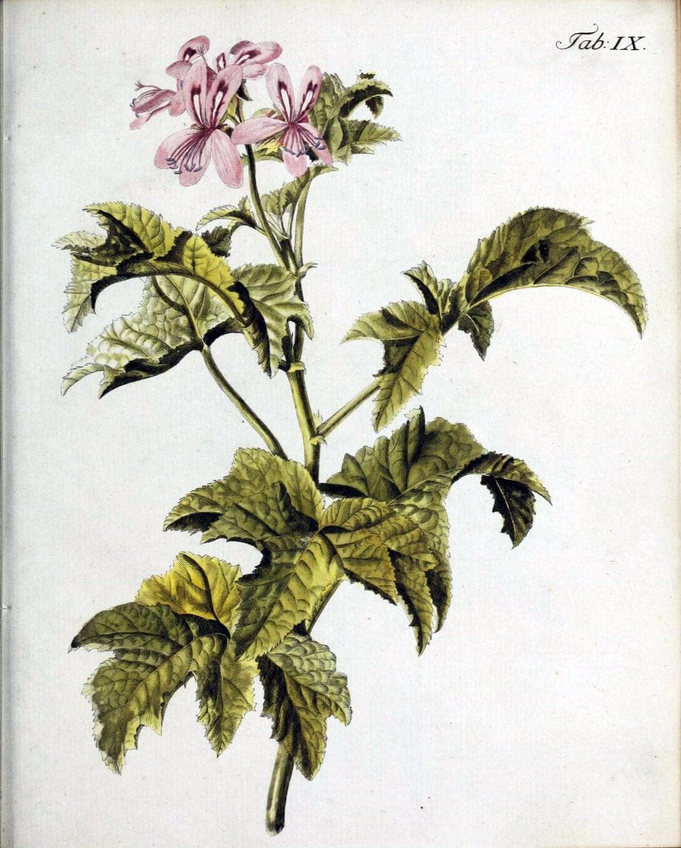 Botanische Abhandlungen und Beobachtungen /.NuÃŒË†rnberg :Iohann Iacob Winterschmidt,1787.  | Botany | Vintage Print Reproduction 463090