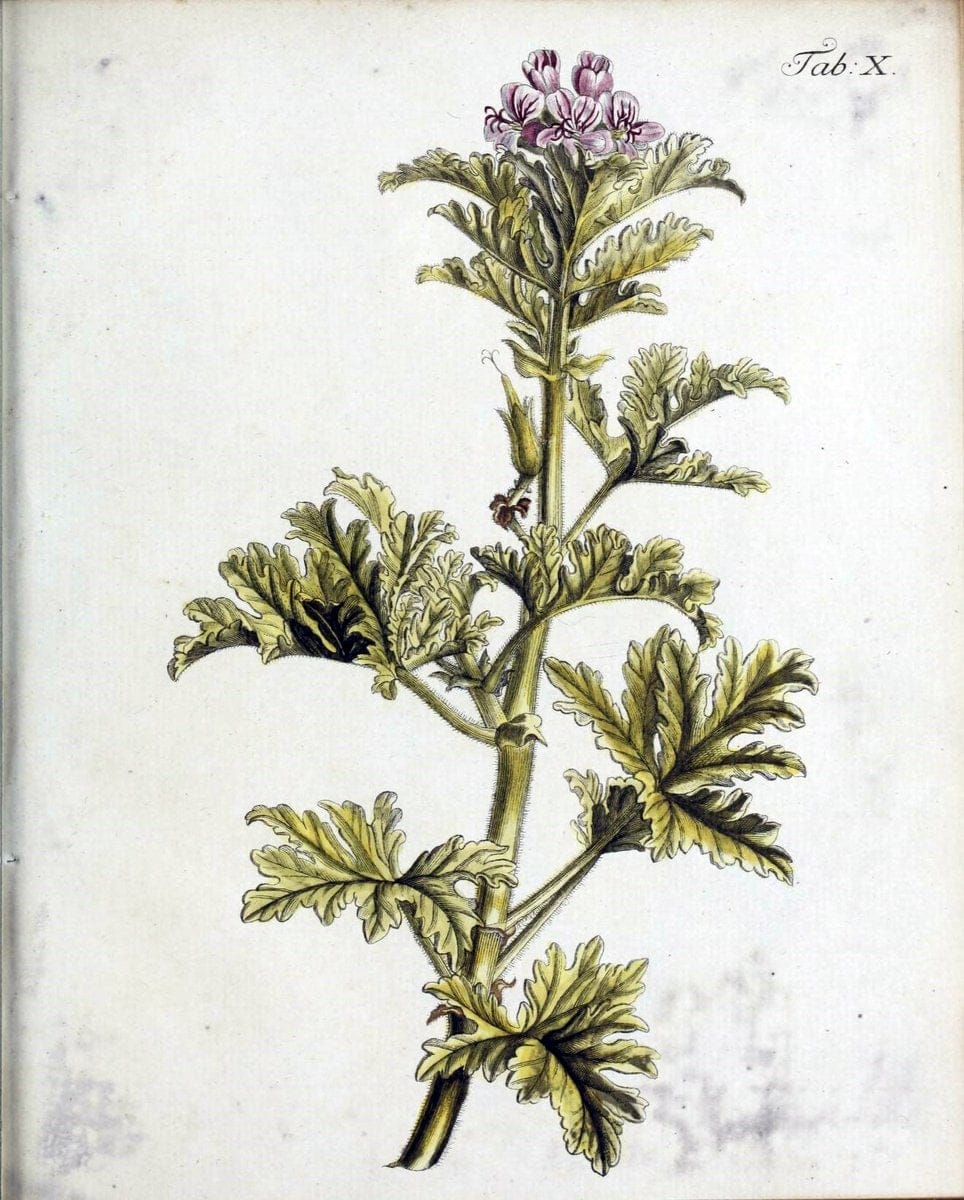 Botanische Abhandlungen und Beobachtungen /.NuÃŒË†rnberg :Iohann Iacob Winterschmidt,1787.  | Botany | Vintage Print Reproduction 463091