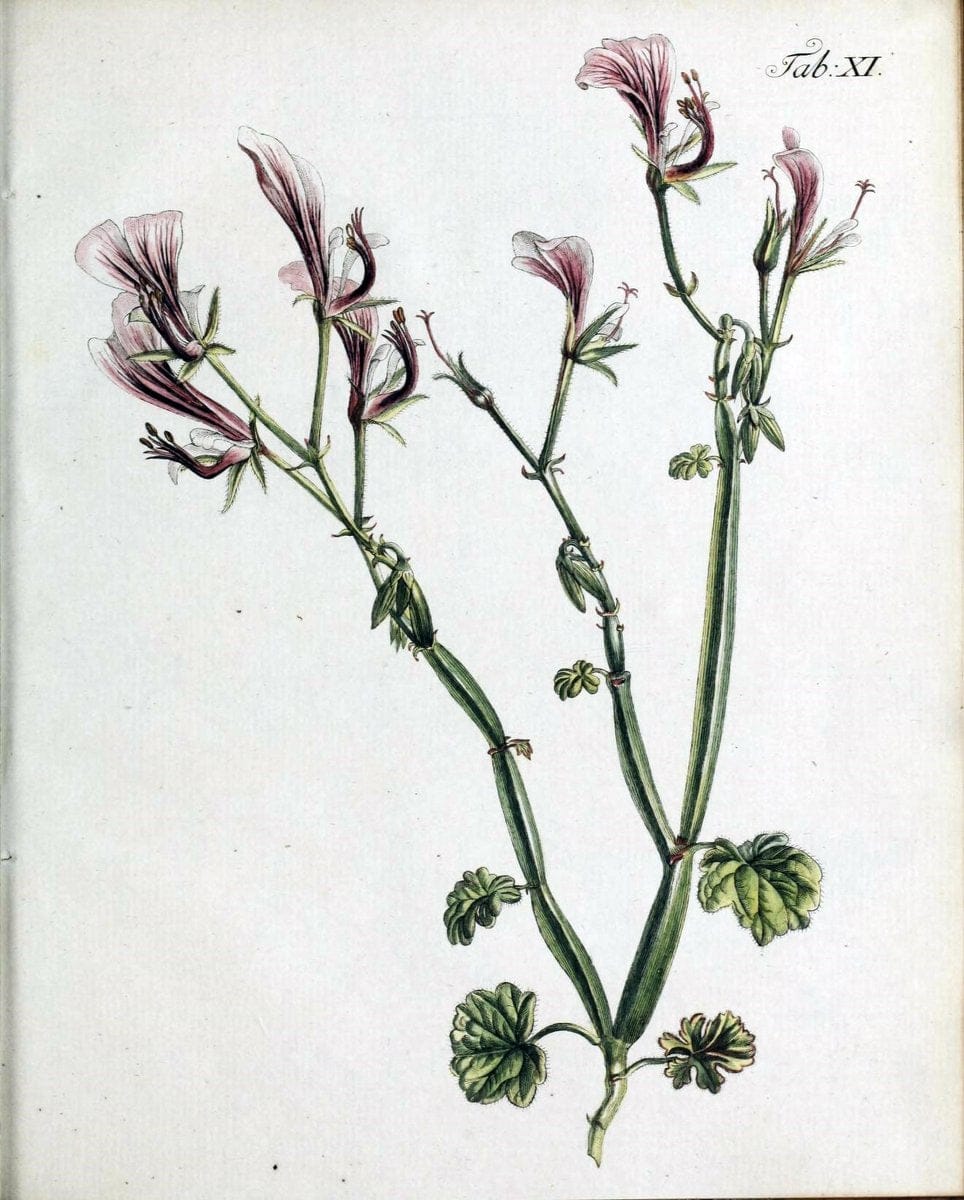 Botanische Abhandlungen und Beobachtungen /.NuÃŒË†rnberg :Iohann Iacob Winterschmidt,1787.  | Botany | Vintage Print Reproduction 463092