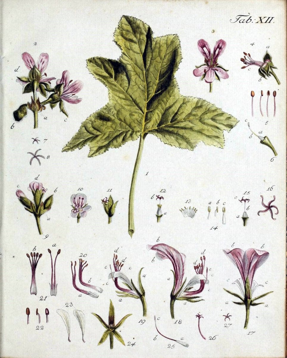 Botanische Abhandlungen und Beobachtungen /.NuÃŒË†rnberg :Iohann Iacob Winterschmidt,1787.  | Botany | Vintage Print Reproduction 463093