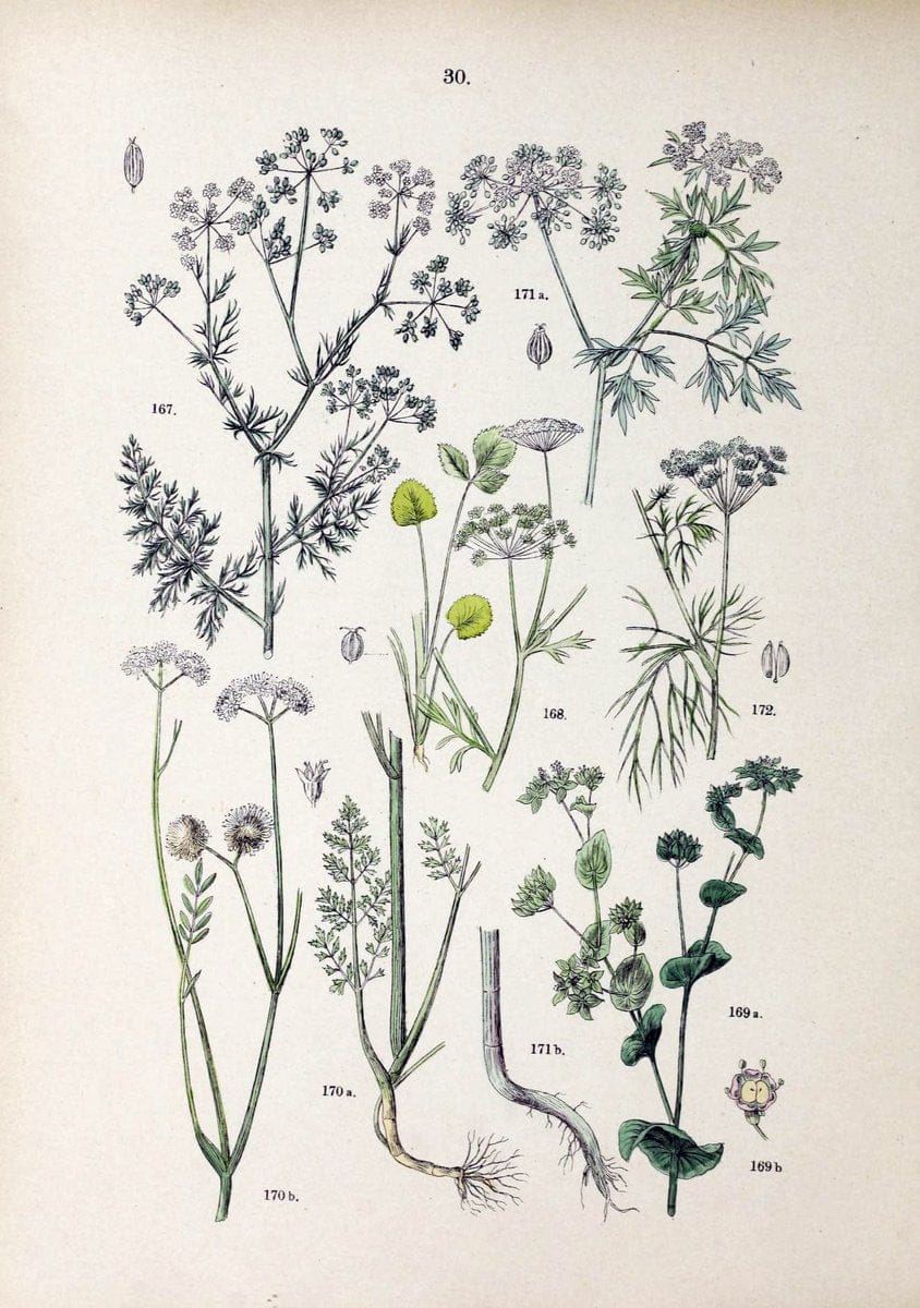 Botanischer bilder-atlas nach De Candolle's NatuÃŒË†rlichem pflanzensystem /.Stuttgart :Ju | Atlases Botany Classification Germany "Pictorial works" Plants | Vintage Print Reproduction 463102