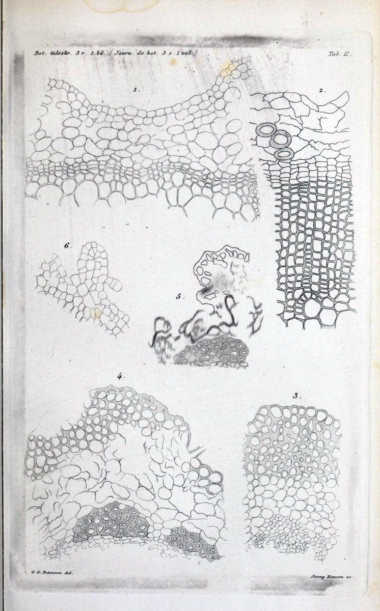 Botanisk tidsskrift. KÃ¸benhavn,Dansk botanisk forening [etc.]. | Botany Denmark Periodicals | Vintage Print Reproduction 463182
