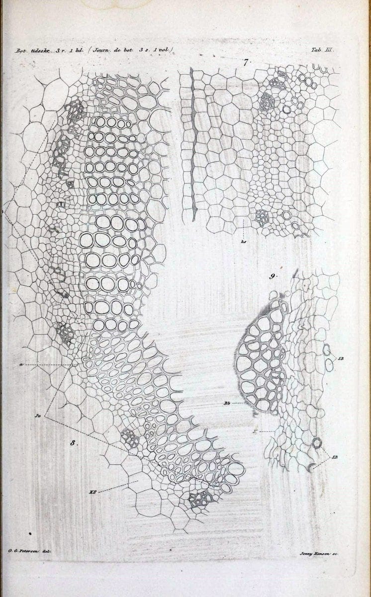 Botanisk tidsskrift. KÃ¸benhavn,Dansk botanisk forening [etc.]. | Botany Denmark Periodicals | Vintage Print Reproduction 463183
