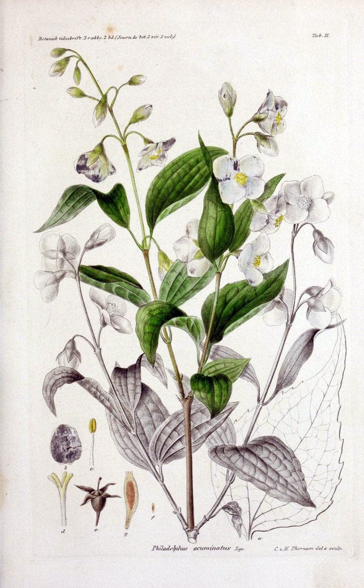 Botanisk tidsskrift. KÃ¸benhavn,Dansk botanisk forening [etc.]. | Botany Denmark Periodicals | Vintage Print Reproduction 463185