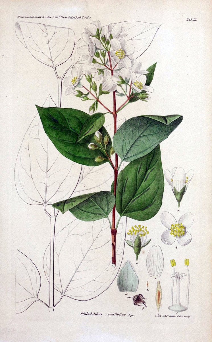 Botanisk tidsskrift. KÃ¸benhavn,Dansk botanisk forening [etc.]. | Botany Denmark Periodicals | Vintage Print Reproduction 463186