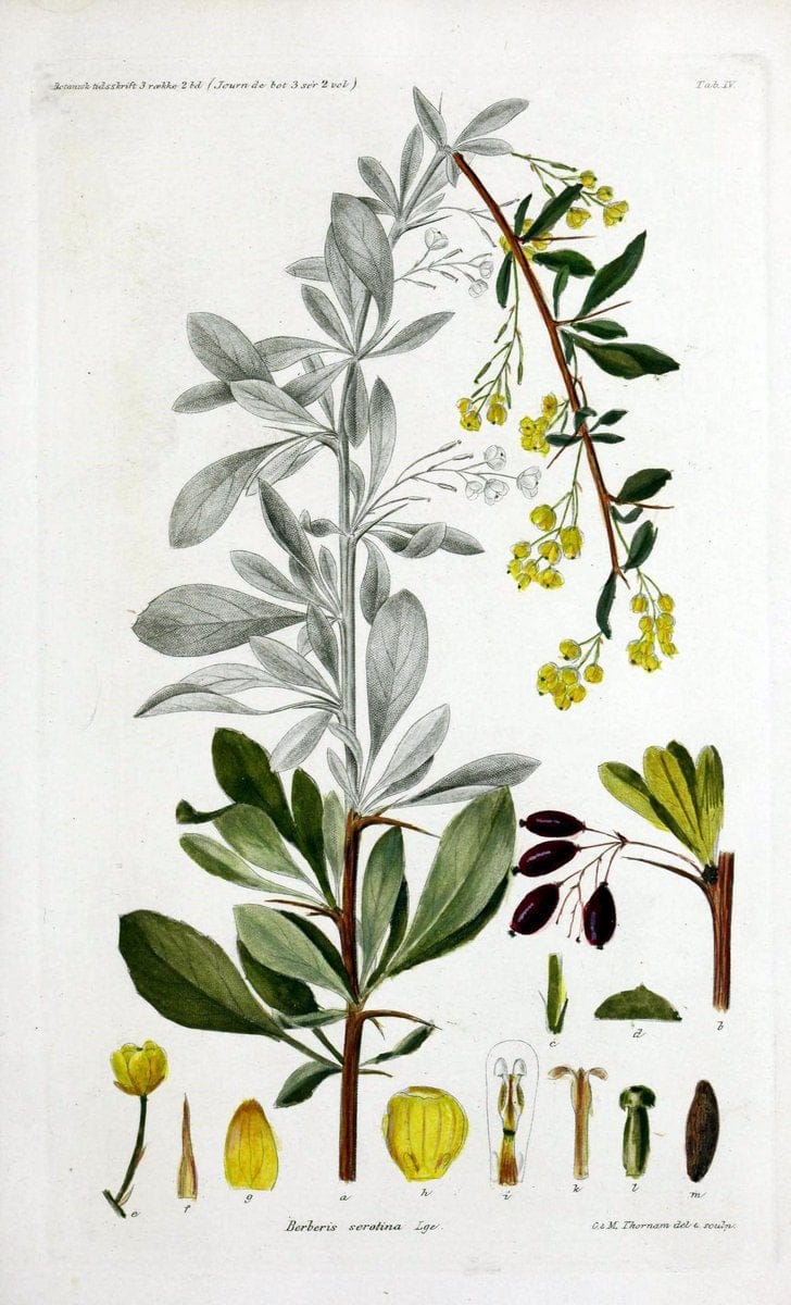 Botanisk tidsskrift. KÃ¸benhavn,Dansk botanisk forening [etc.]. | Botany Denmark Periodicals | Vintage Print Reproduction 463187