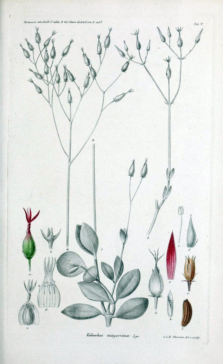 Botanisk tidsskrift. KÃ¸benhavn,Dansk botanisk forening [etc.]. | Botany Denmark Periodicals | Vintage Print Reproduction 463188