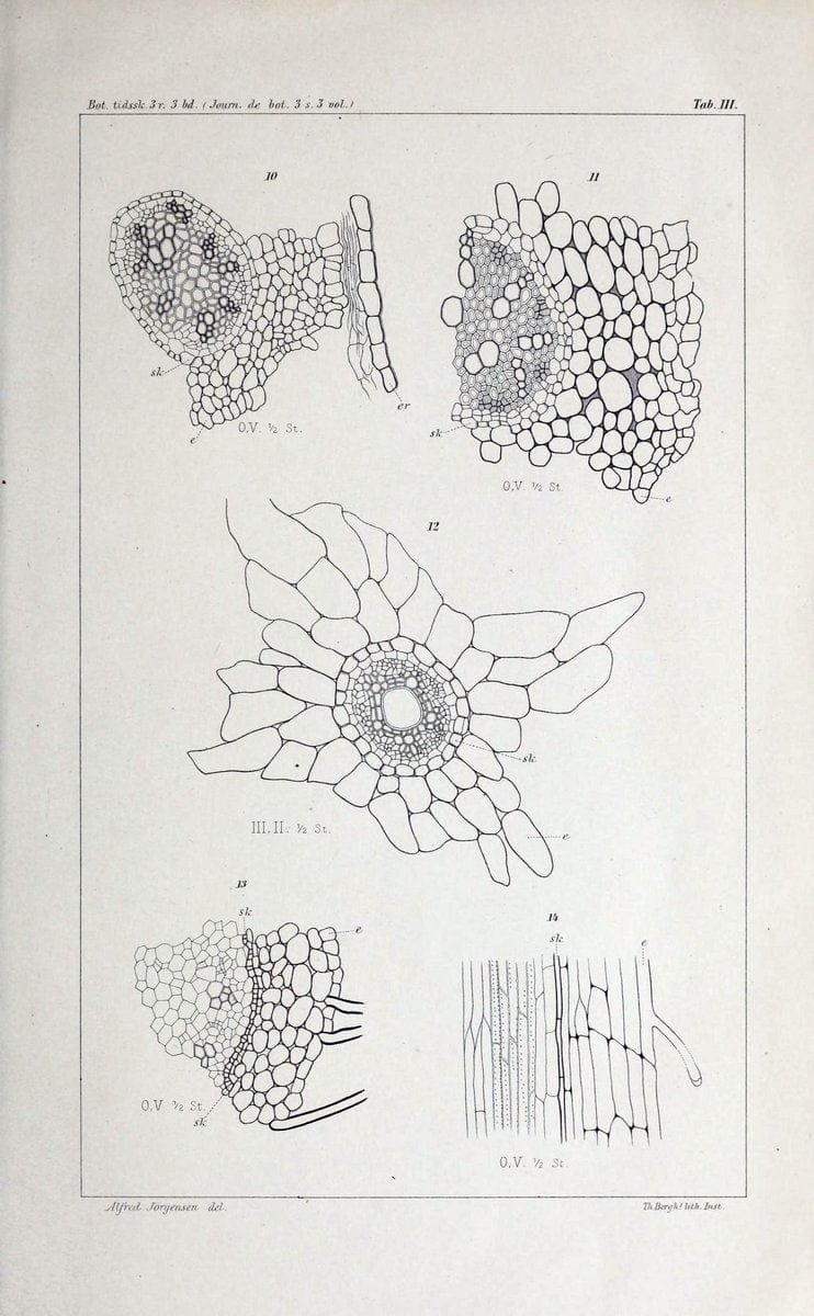 Botanisk tidsskrift. KÃ¸benhavn,Dansk botanisk forening [etc.]. | Botany Denmark Periodicals | Vintage Print Reproduction 463190