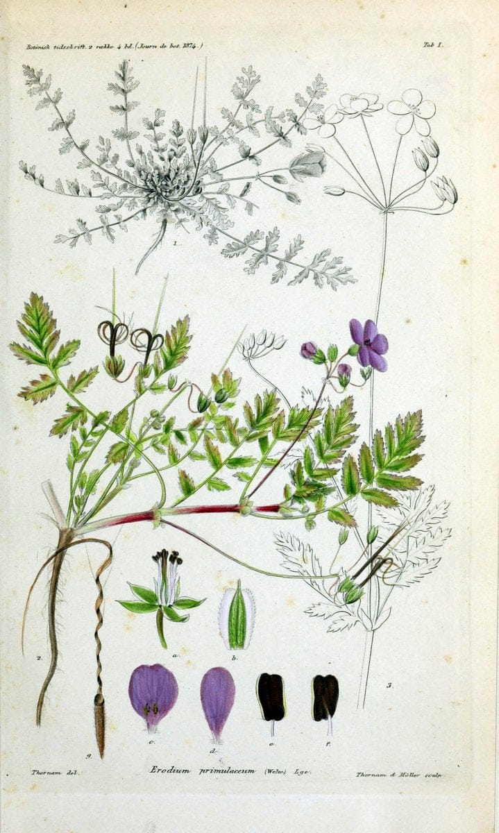 Botanisk tidsskrift. KÃ¸benhavn,Dansk botanisk forening [etc.]. | Botany Denmark Periodicals | Vintage Print Reproduction 463191