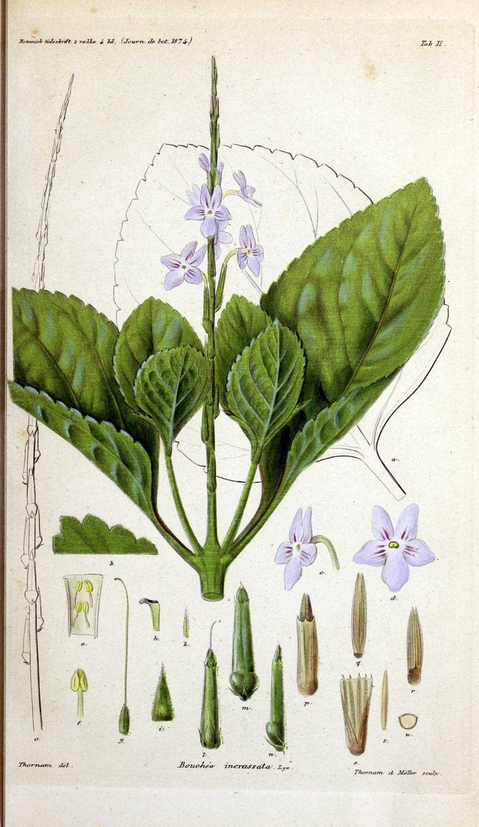 Botanisk tidsskrift. KÃ¸benhavn,Dansk botanisk forening [etc.]. | Botany Denmark Periodicals | Vintage Print Reproduction 463192