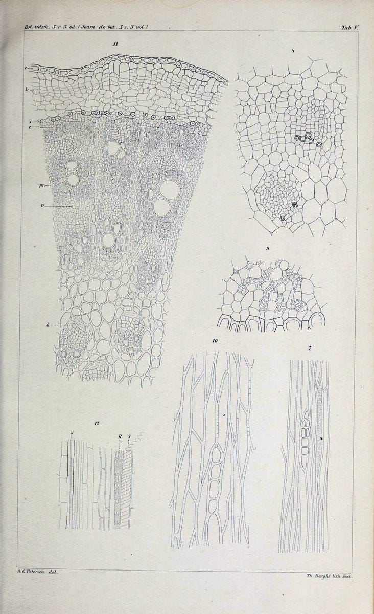 Botanisk tidsskrift. KÃ¸benhavn,Dansk botanisk forening [etc.]. | Botany Denmark Periodicals | Vintage Print Reproduction 463197
