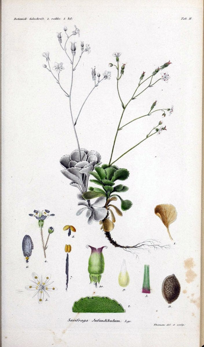 Botanisk tidsskrift. KÃ¸benhavn,Dansk botanisk forening [etc.]. | Botany Denmark Periodicals | Vintage Print Reproduction 463199