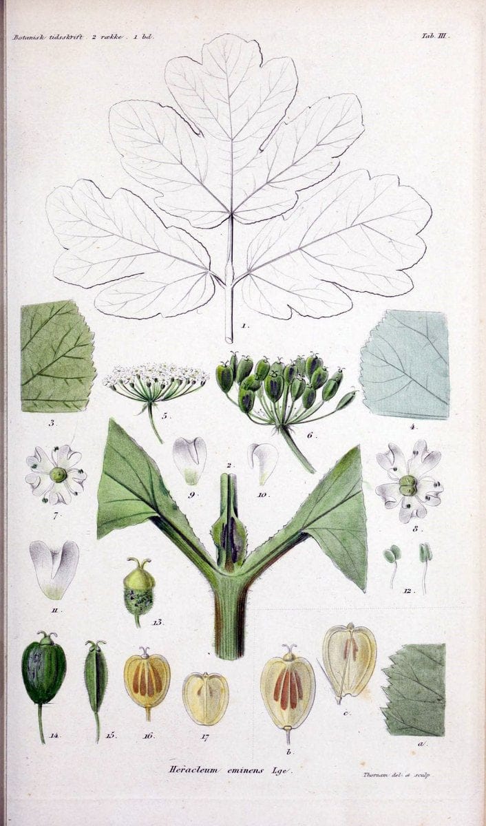 Botanisk tidsskrift. KÃ¸benhavn,Dansk botanisk forening [etc.]. | Botany Denmark Periodicals | Vintage Print Reproduction 463200