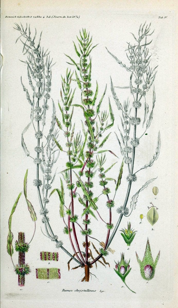 Botanisk tidsskrift. KÃ¸benhavn,Dansk botanisk forening [etc.]. | Botany Denmark Periodicals | Vintage Print Reproduction 463201