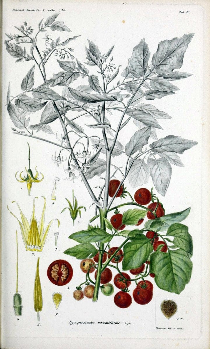 Botanisk tidsskrift. KÃ¸benhavn,Dansk botanisk forening [etc.]. | Botany Denmark Periodicals | Vintage Print Reproduction 463202