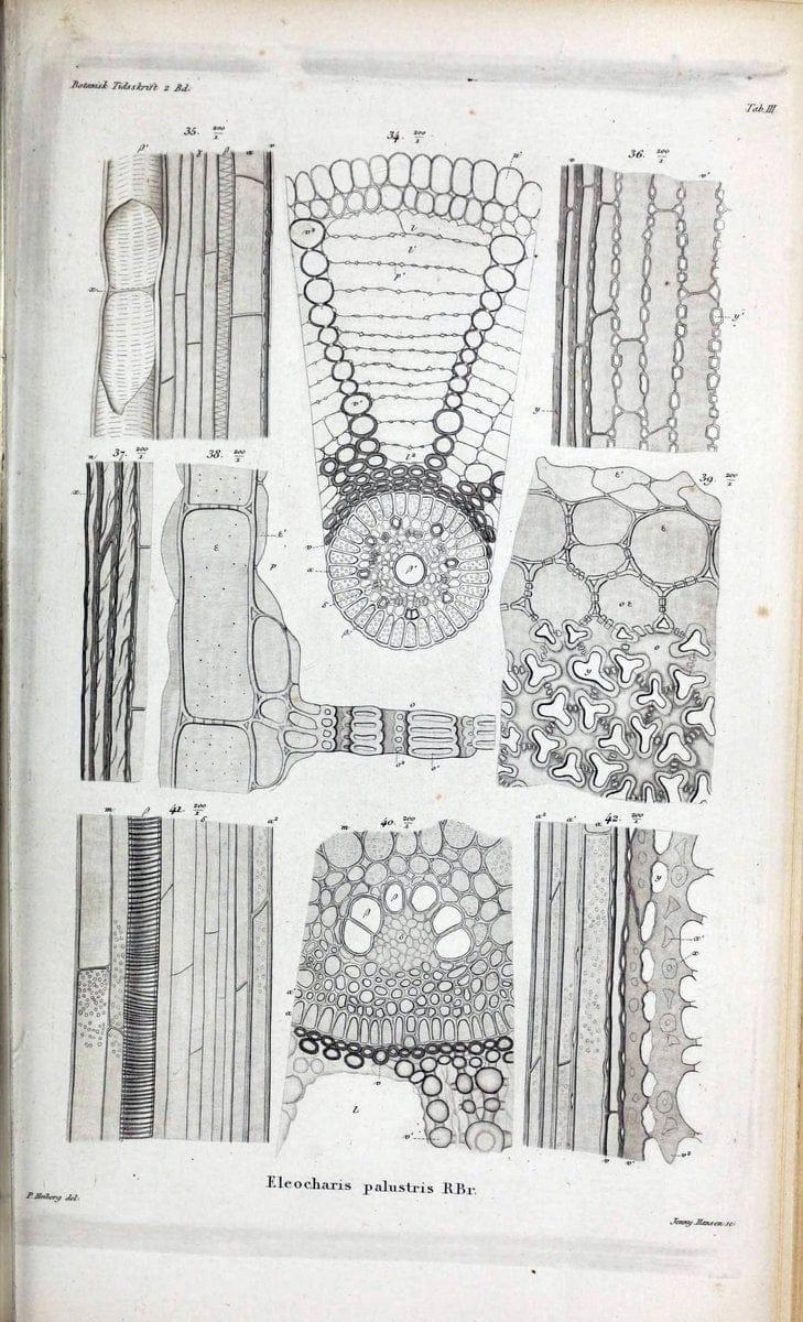 Botanisk tidsskrift. KÃ¸benhavn,Dansk botanisk forening [etc.]. | Botany Denmark Periodicals | Vintage Print Reproduction 463204