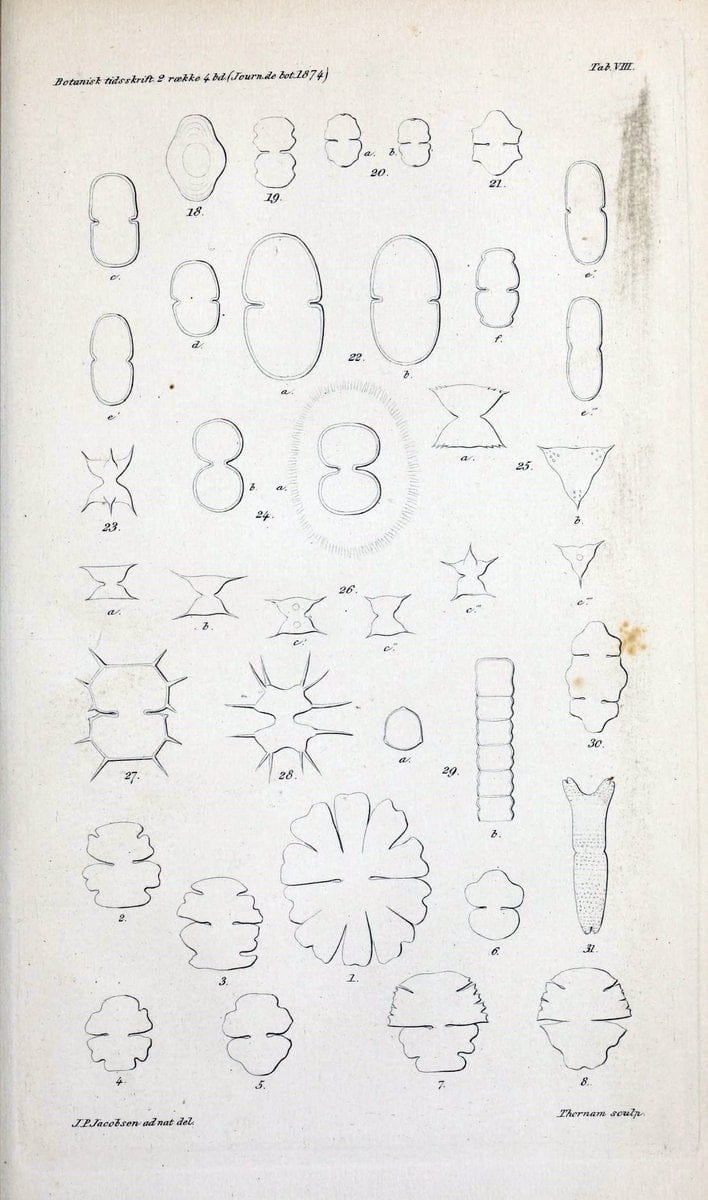 Botanisk tidsskrift. KÃ¸benhavn,Dansk botanisk forening [etc.]. | Botany Denmark Periodicals | Vintage Print Reproduction 463206