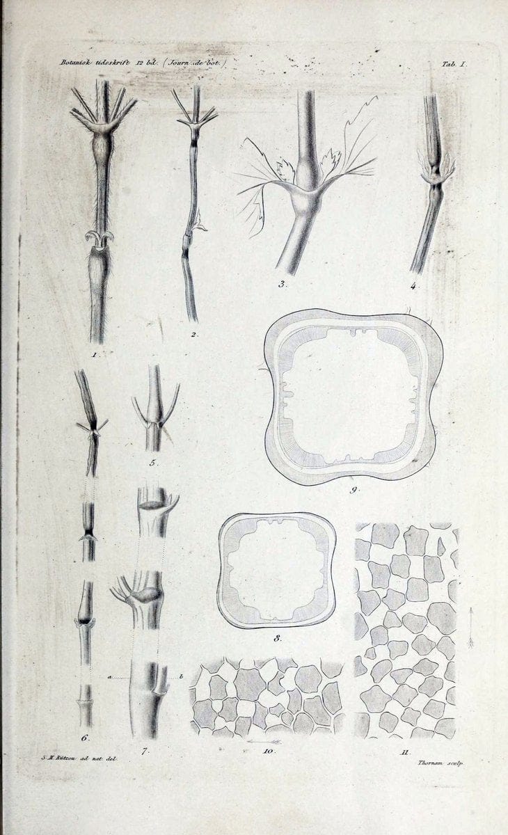 Botanisk tidsskrift. KÃ¸benhavn,Dansk botanisk forening [etc.]. | Botany Denmark Periodicals | Vintage Print Reproduction 463210