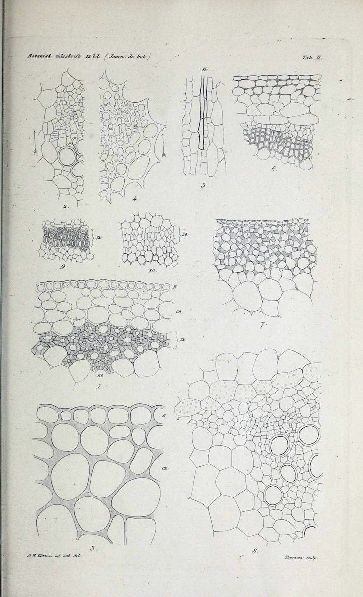 Botanisk tidsskrift. KÃ¸benhavn,Dansk botanisk forening [etc.]. | Botany Denmark Periodicals | Vintage Print Reproduction 463211