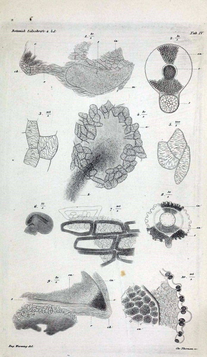 Botanisk tidsskrift. KÃ¸benhavn,Dansk botanisk forening [etc.]. | Botany Denmark Periodicals | Vintage Print Reproduction 463214