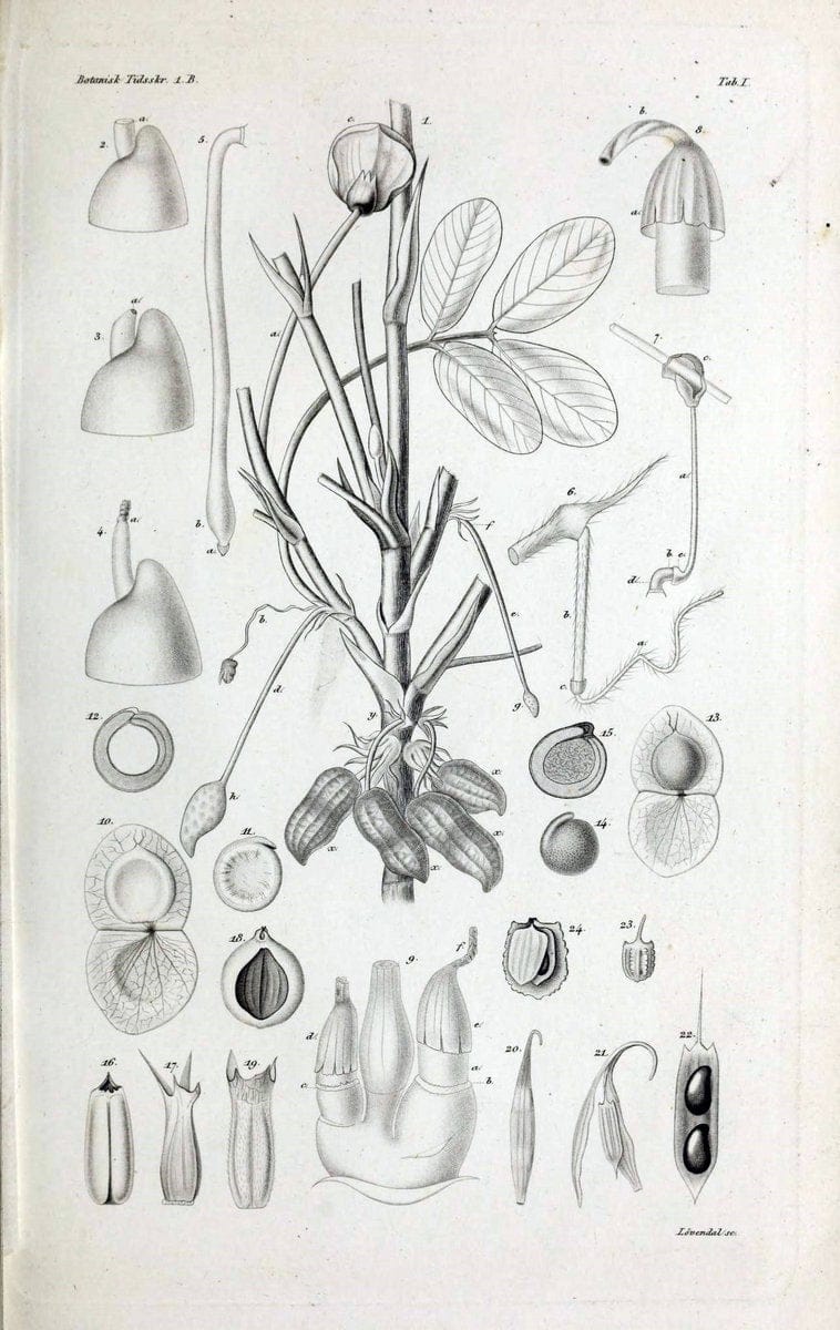Botanisk tidsskrift. KÃ¸benhavn,Dansk botanisk forening [etc.]. | Botany Denmark Periodicals | Vintage Print Reproduction 463215