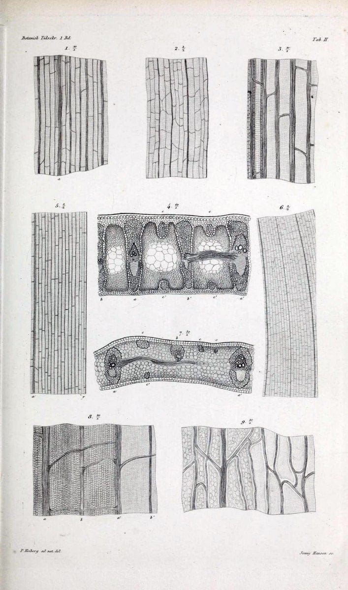 Botanisk tidsskrift. KÃ¸benhavn,Dansk botanisk forening [etc.]. | Botany Denmark Periodicals | Vintage Print Reproduction 463216
