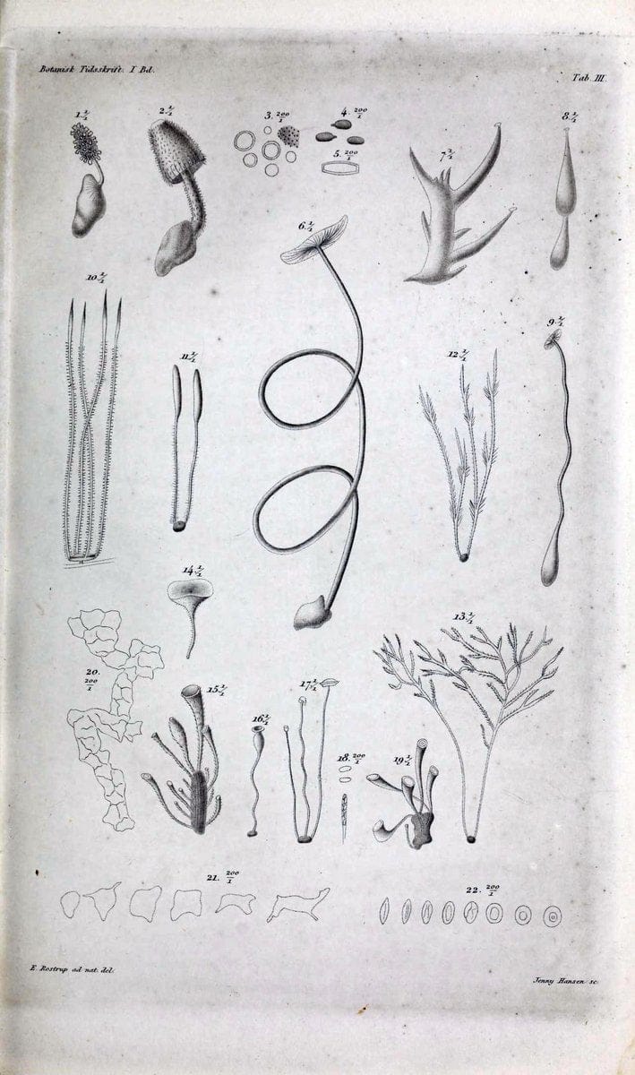 Botanisk tidsskrift. KÃ¸benhavn,Dansk botanisk forening [etc.]. | Botany Denmark Periodicals | Vintage Print Reproduction 463217