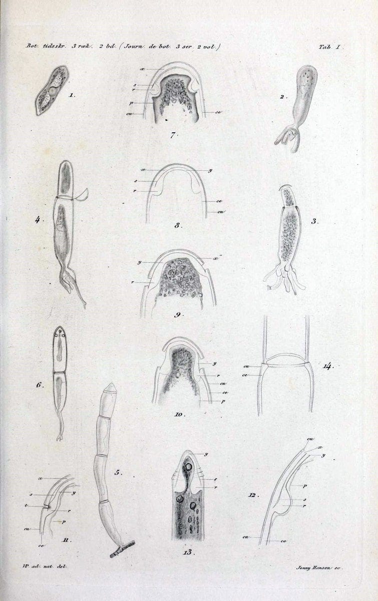 Botanisk tidsskrift. KÃ¸benhavn,Dansk botanisk forening [etc.]. | Botany Denmark Periodicals | Vintage Print Reproduction 463218