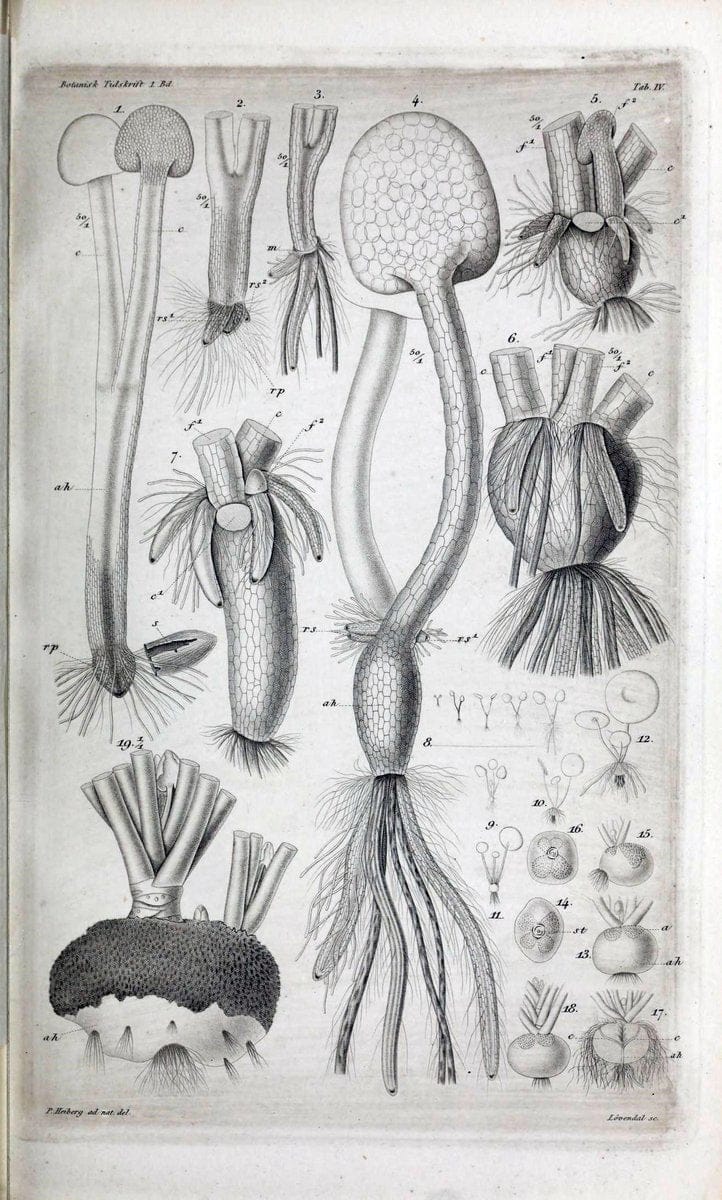 Botanisk tidsskrift. KÃ¸benhavn,Dansk botanisk forening [etc.]. | Botany Denmark Periodicals | Vintage Print Reproduction 463219