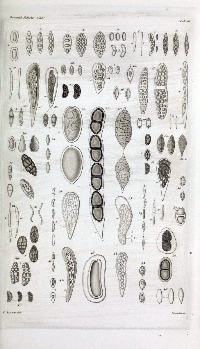 Botanisk tidsskrift. KÃ¸benhavn,Dansk botanisk forening [etc.]. | Botany Denmark Periodicals | Vintage Print Reproduction 463222