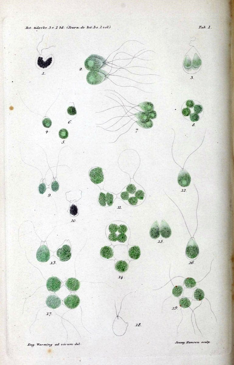 Botanisk tidsskrift. KÃ¸benhavn,Dansk botanisk forening [etc.]. | Botany Denmark Periodicals | Vintage Print Reproduction 463224