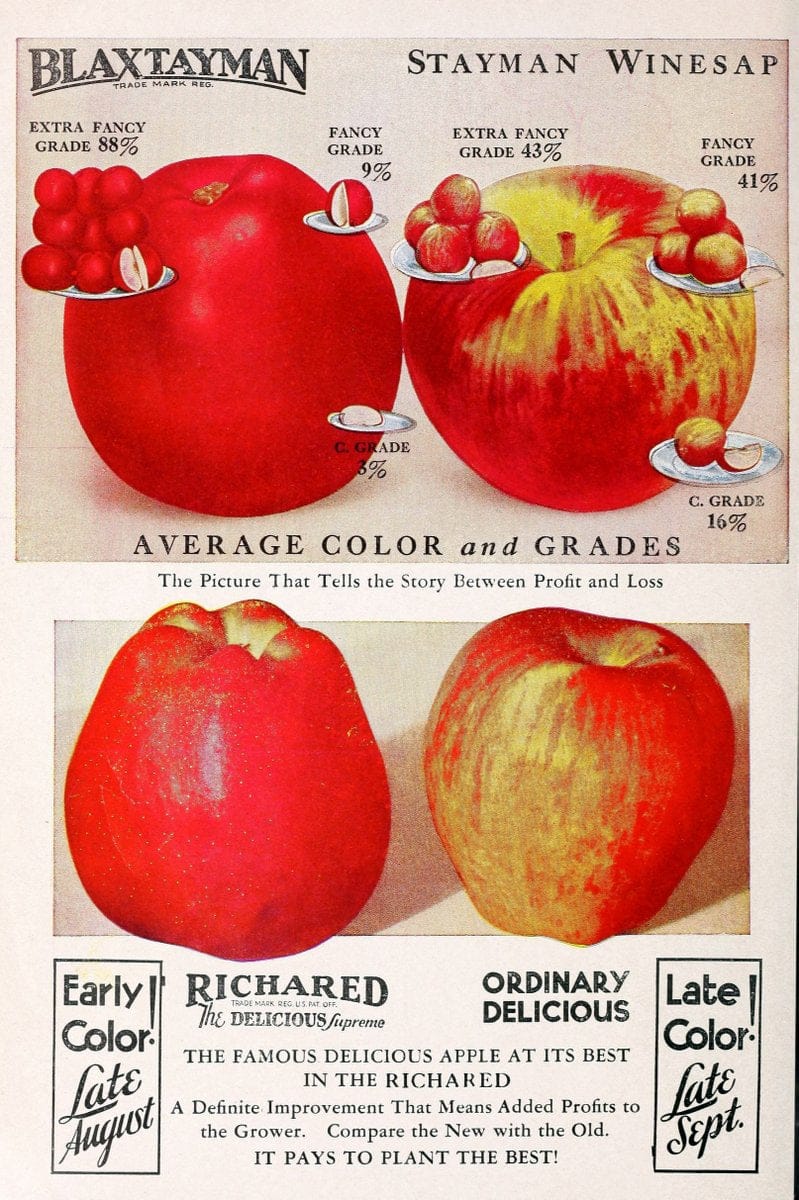 Bountiful Ridge Nurseries :.Princess Anne, Md. :Bountiful Ridge Nurseries,1936.  | Catalogs Fruit "Fruit trees" "Nurseries (Horticulture)" Trees  | Vintage Print Reproduction 463225